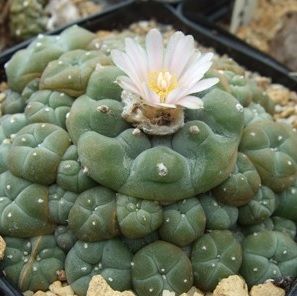 Lophophora williamsii | caespitosa